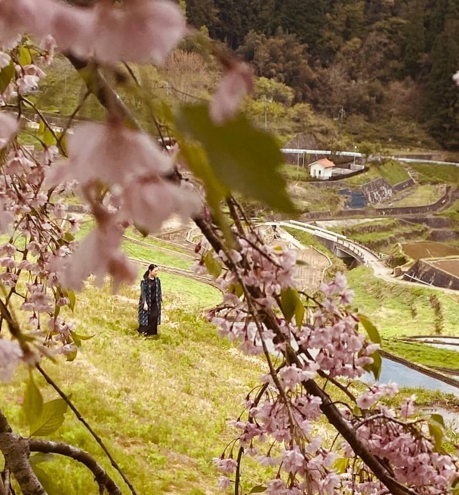 Akiko Kajihara Rizière au japon, cerisier en fleur